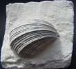 Neithea sexcostata (WOODWARD, 1833)