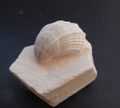 Neithea sexcostata (WOODWARD, 1833)