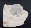 Neithea sexcostata (WOODWARD, 1833)