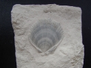 Neithea sexcostata (WOODWARD, 1833)