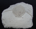 Neithea sexcostata (WOODWARD, 1833)