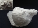 Pycnodonte vesicularis (LAMARCK, 1806)