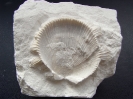 Spondylus dutempleanus (D`ORBIGNY, 1847)