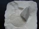 Syncyclonema nilsoni (GOLDFUSS, 1835)