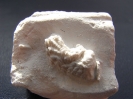 Hyotissa semiplana (SOWERBY, 1825)