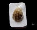 Neithea sexcostata (WOODWARD, 1833)