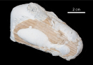 Pinna decussata