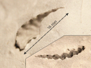 Rastellum sp.