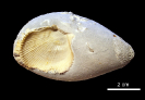 Spondylus dutempleanus auf Schwamm Aphrocallistes