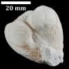 Trapezium trapezoidale (ROEMER, 1841)