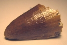 Mosasaurus sp.