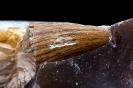 Mosasauridae (GERVAIS, 1853)
