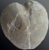 Cardiaster granulosus (Goldfuss, 1826)