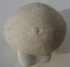 Echinocorys ovatus (LESKE, 1778)