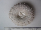 Gauthiosoma princeps (v. HAGENOW, 1840)