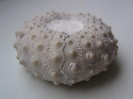Phymosoma granulosa (GOLDFUSS, 1829)