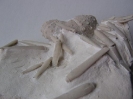 Phymosoma taeniatum (v. HAGENOW, 1840)