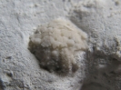 Salenia sp.