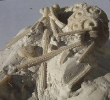 Stereocidaris pistillum (QUENSTEDT, 1852)