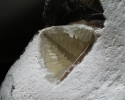 Aufgebrochener Galerites mit Calcit-Kristallen