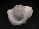 Cardiaster granulosus