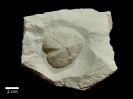 Cardiaster sp.