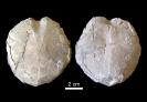 Cardiaster granulosus