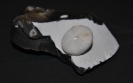 Echinogalerus tenuiporus