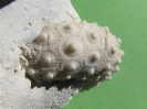 Gauthieria princeps