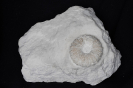 Gauthieria princeps