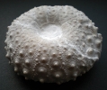 Gauthiosoma princeps