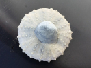 Gauthiosoma sp.