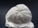Cyclaster ruegensis