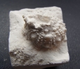 Salenia sp.
