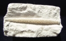 Stereocidaris pistillum? (QUENSTEDT, 1852)