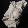 Stereocidaris pistillum