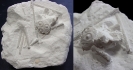 Stereocidaris pistillum