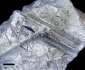 Palaeodiadematoidae