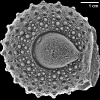 Phymosoma granulosum