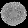 Phymosoma granulosum