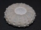 Phymosoma taeniatum