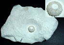 Echinodermata Salenia sp.