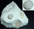 Echinodermata Salenia sp.