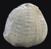 Conulus magnificus