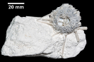 Stereocidaris herthae