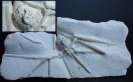 Stereocidaris pistillum