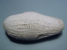 Schwamm Aulaxinia sulcifera (ROEMER, 1864)