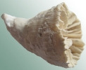 Parasmilia excavata (von Hagenow, 1839)