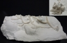 Bryozoa Beisselina sp.