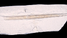 Cylindracanthus